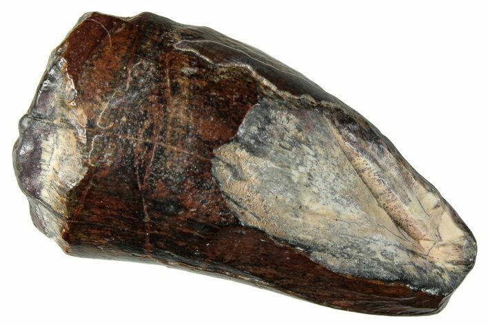 Dinosaur-Eating Crocodile (Sarcosuchus) Tooth - Niger #282088